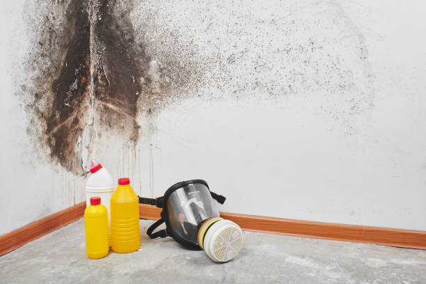 Best Bathroom Mold Remediation in Odessa, TX