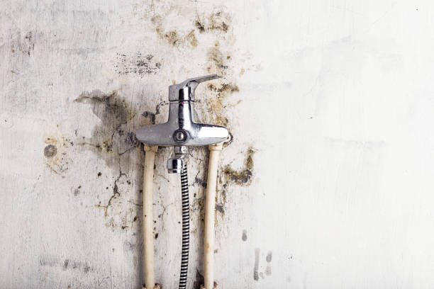 Best Basement Mold Remediation in Odessa, TX