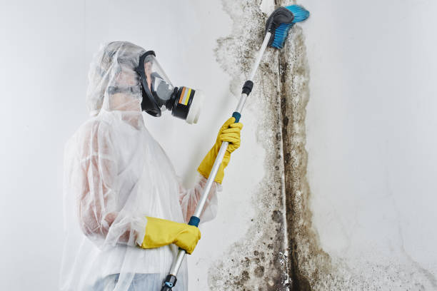 Best Kitchen Mold Remediation in Odessa, TX