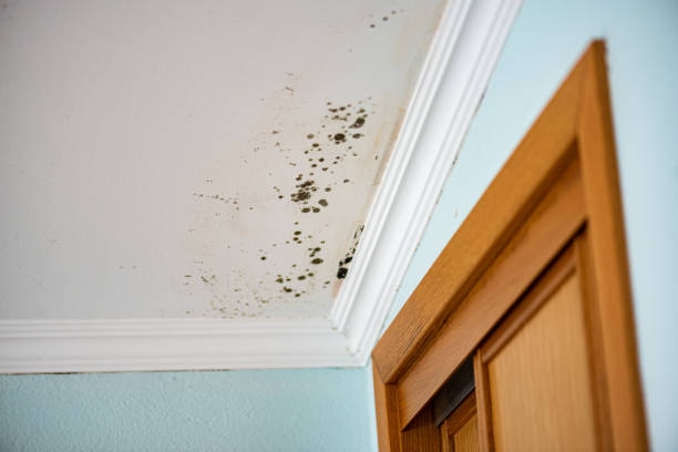 Professional Mold Remediation in Odessa, TX