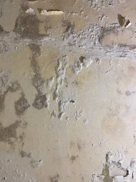 Best White Mold Remediation in Odessa, TX