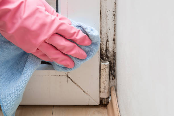 Best Mold Remediation for Specific Building Types in Odessa, TX