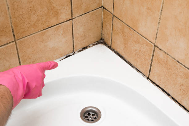  Odessa, TX Mold Removal Pros